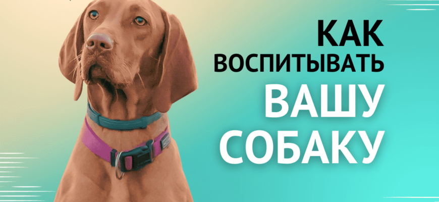 Подробное руководство: как воспитывать собаку с нуля как воспитывать собаку